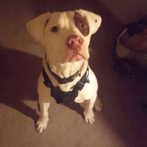 Meet your Posher, Bailey