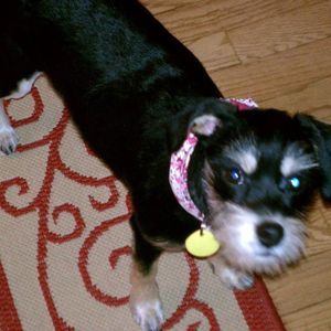 Meet your Posher, Lisa