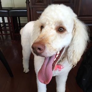 Meet your Posher, Brett