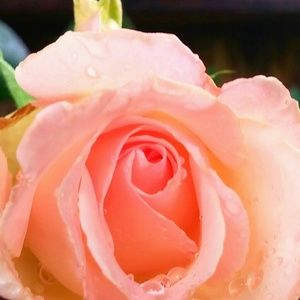 Meet your Posher, Karen