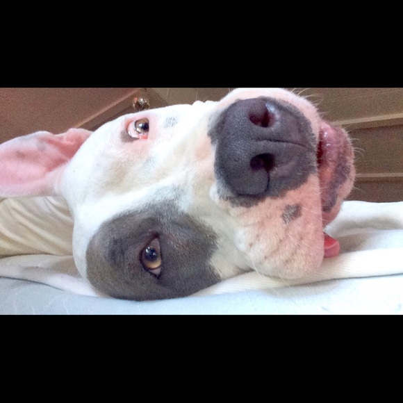 Meet your Posher, Diana - Picture 3 of 4