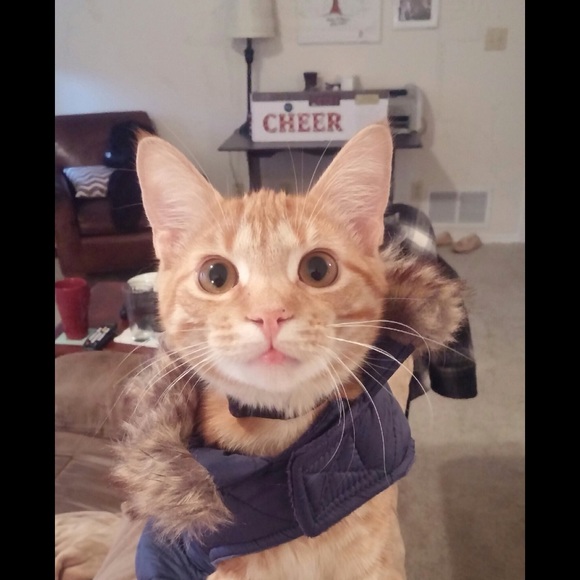 Meet your Posher, Dakota - Picture 7 of 8