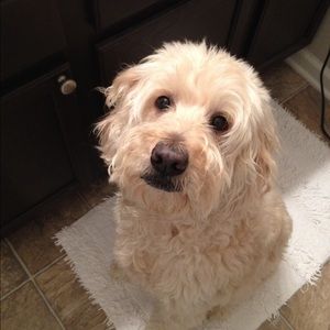 Meet your Posher, Daisy