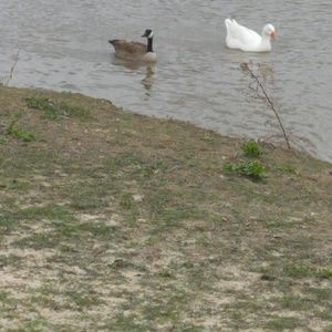 Meet your Posher, Janet