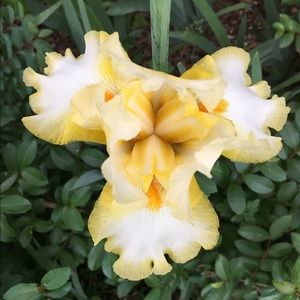 Meet your Posher, Adrianne