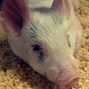 Meet your Posher, Merissa