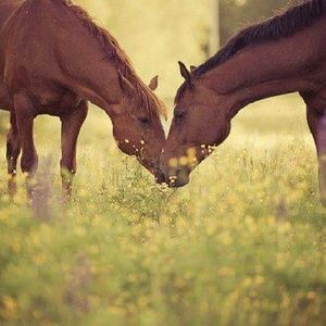 Meet your Posher, Mayra