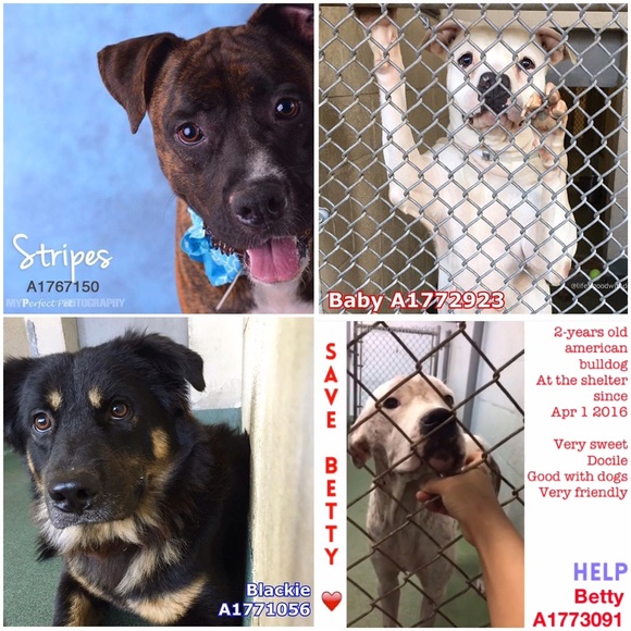 Dogs in need 🙏🏼❤️ - Picture 2 of 4