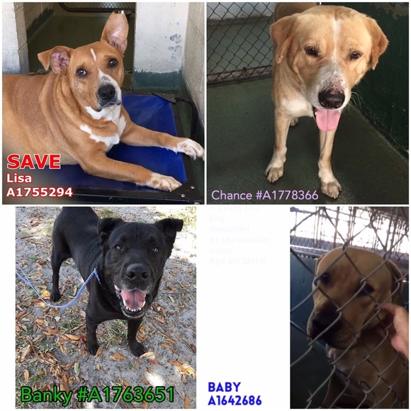 Dogs in need 🙏🏼❤️ - Picture 3 of 4