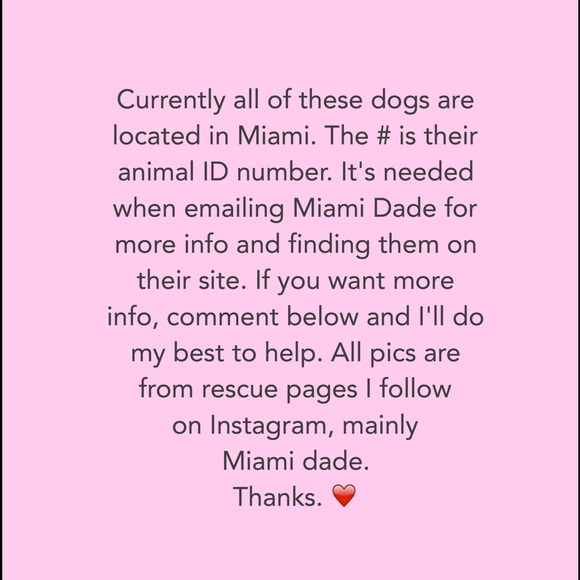 Dogs in need 🙏🏼❤️ - Picture 4 of 4