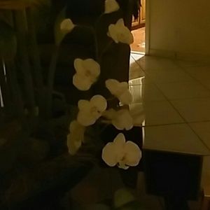 Meet your Posher, Elky