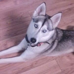 Meet your Posher, Janice