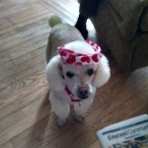 Meet your Posher, Debbie