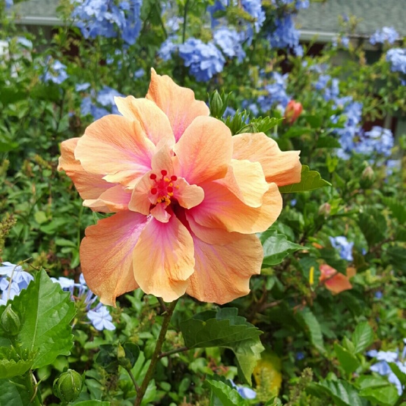 Meet your Posher, Kristie - Picture 1 of 1