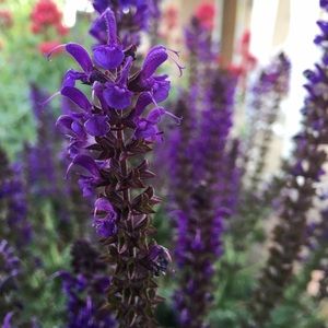 Meet your Posher, Monica