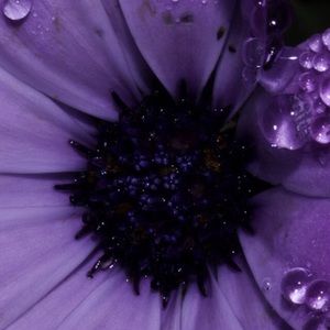 Meet your Posher, Kristie