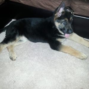 Meet your Posher, Belinda