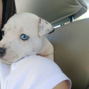 Meet your Posher, Deana