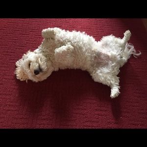 Meet your Posher, Elena