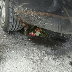 Meet your Posher, Pam