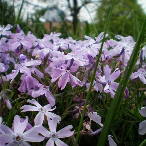 Meet your Posher, Allison - Picture 1 of 1