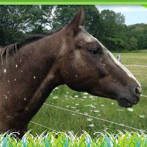 Meet your Posher, Leeann