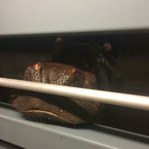 Meet your Posher, Anna