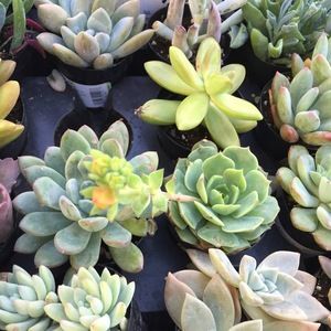 Meet your Posher, Bea