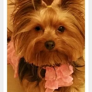 Meet your Posher, Janet