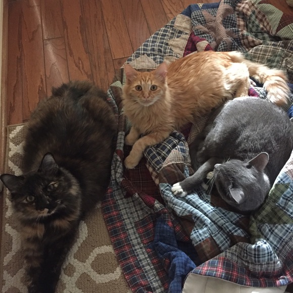 Meet your Posher, Jessica - Picture 4 of 4