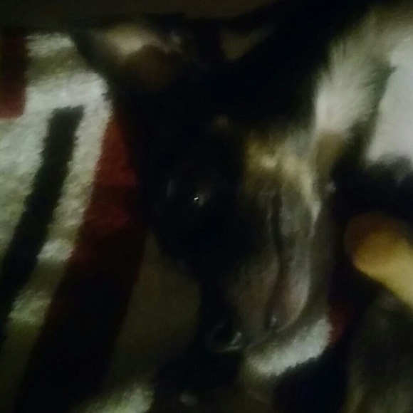 Meet your Posher, Zelda - Picture 1 of 1