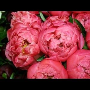 Meet your Posher, Sam