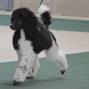 Meet your Posher, Misty