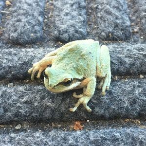 Meet your Posher, Steve