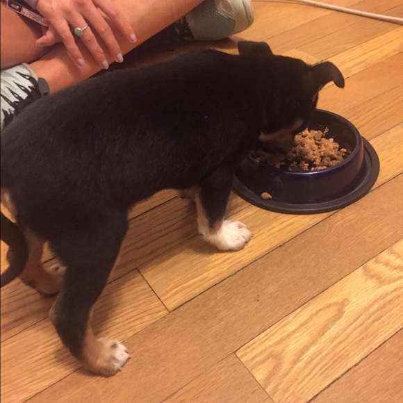 Meet your Posher, Talia - Picture 1 of 1
