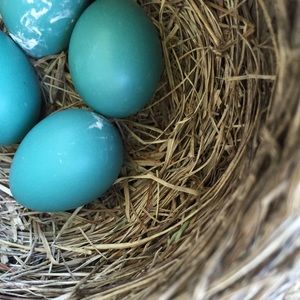 Meet your Posher, Mary