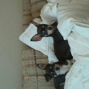 Meet your Posher, Krista