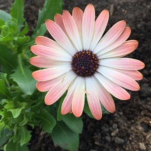 Meet your Posher, Kaylie