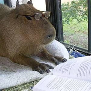 Meet your Posher, Casey