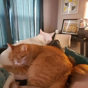 Meet your Posher, Amanda