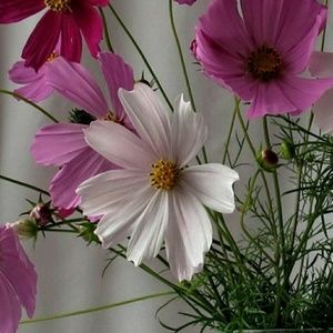 Meet your Posher, Kay