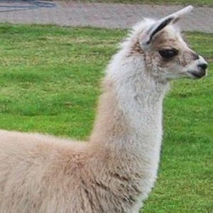 Meet your Posher, Annabelle