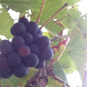 Meet your Posher, Cordy