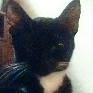 Meet your Posher, Bella