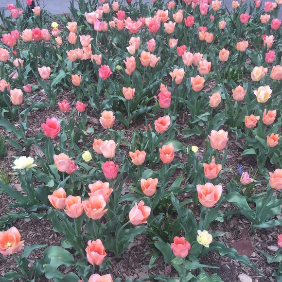 Meet your Posher, Hazera