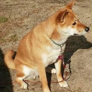 Meet your Posher, Patty