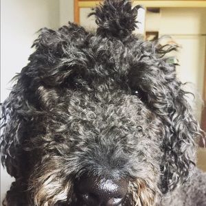 Meet your Posher, Ivy