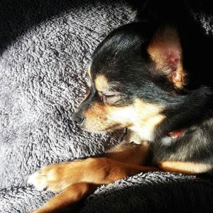 Meet your Posher, Dawn