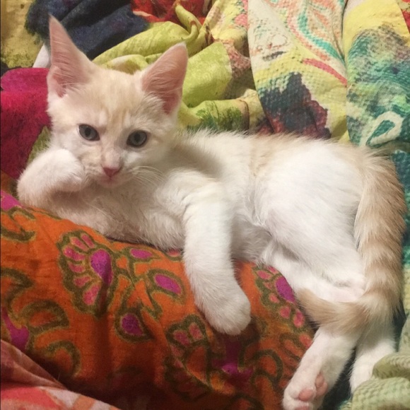 Meet your Posher, Ashley - Picture 3 of 4