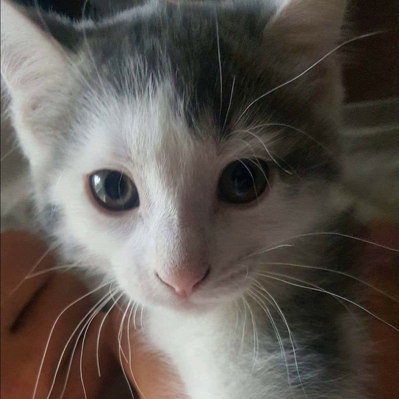 Meet your Posher, Ashley - Picture 4 of 4